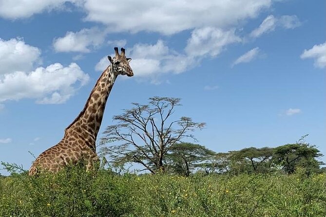 04 Days Tarangire, Serengeti and Ngorongoro crater group (Camping - Three major parks in four days