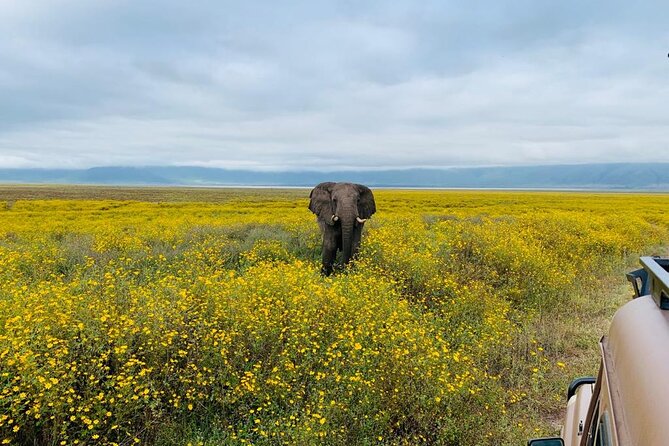 04 Days Tarangire, Serengeti and Ngorongoro crater group (Camping - Is $970 good value?