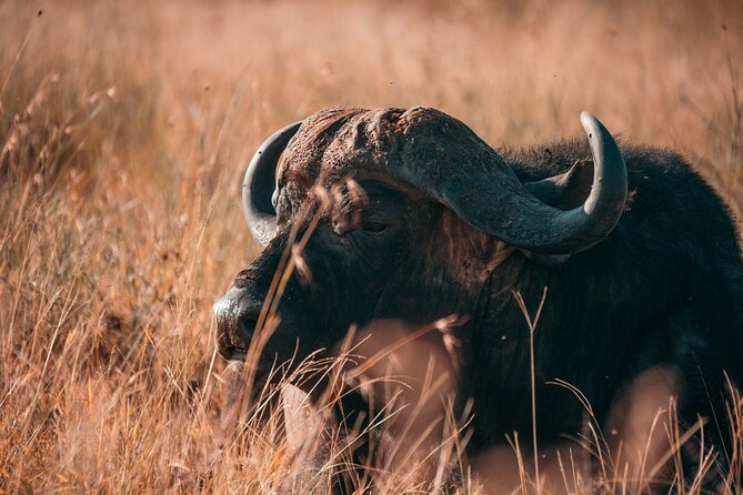 1-Day Selous (Nyerere National Park) Fly-In Safari from Zanzibar - Why the early flight matters