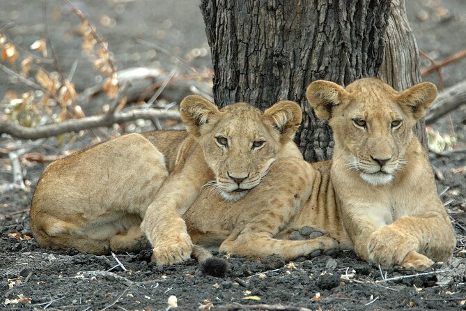 1-Day Selous (Nyerere National Park) Fly-In Safari from Zanzibar - What the guides add to the day