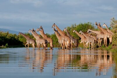1-Day Selous (Nyerere National Park) Fly-In Safari from Zanzibar