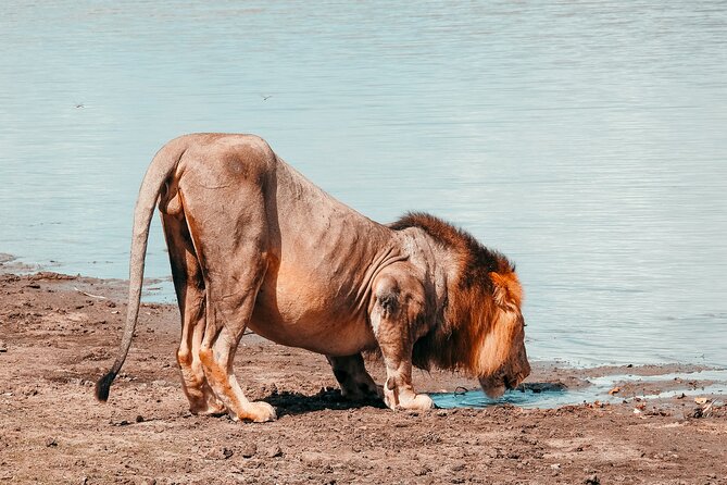 1-Day Selous (Nyerere National Park) Fly-In Safari from Zanzibar - The bush picnic and what is included