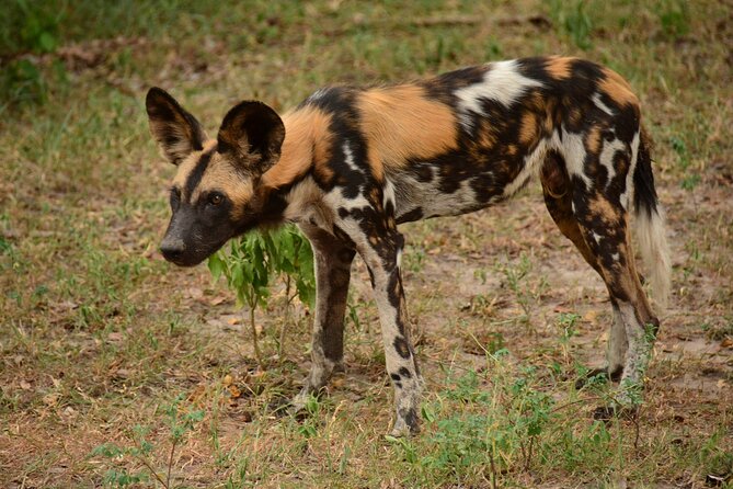 1-Day Selous (Nyerere National Park) Fly-In Safari from Zanzibar - Who will enjoy this most?