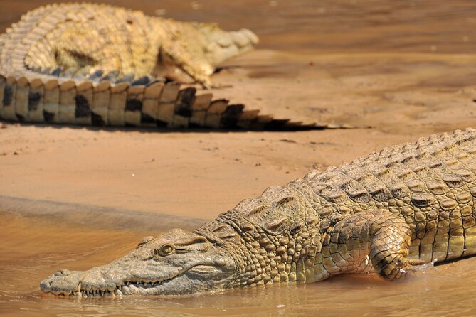 1-Day Selous (Nyerere National Park) Fly-In Safari from Zanzibar - Practical planning for the day