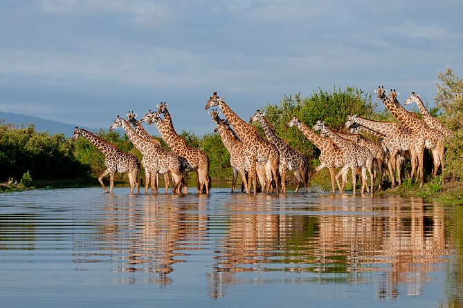 1-Day Selous (Nyerere National Park) Fly-In Safari from Zanzibar - The game drive through bush and river country