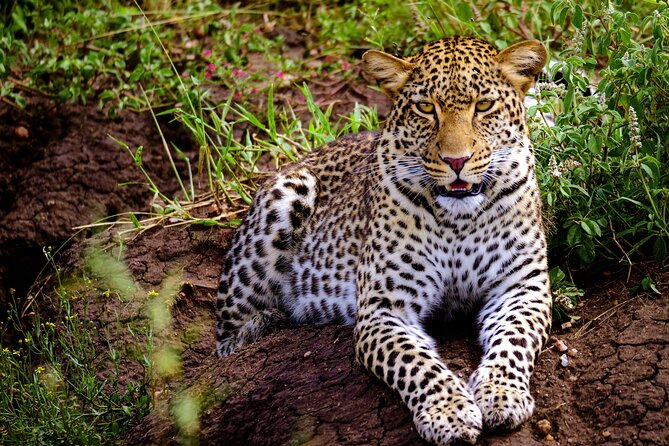 10-Day Predators Tanzania Safari Luxury Package - What this 10-day Tanzania safari is really like