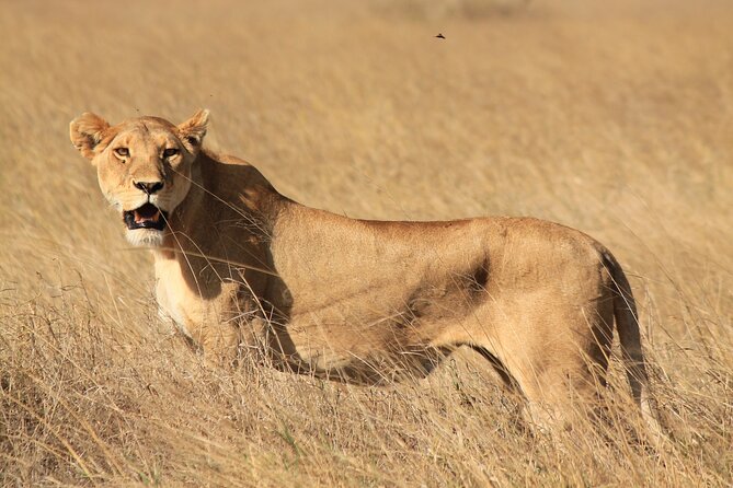 10-Day Predators Tanzania Safari Luxury Package - Day 10: Datoga, Hadzabe culture, and the return to Arusha