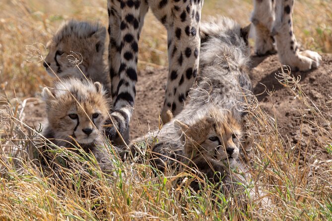 10-Day Predators Tanzania Safari Luxury Package - Days 2 and 3: Elephants, birds, and a walking safari in Tarangire