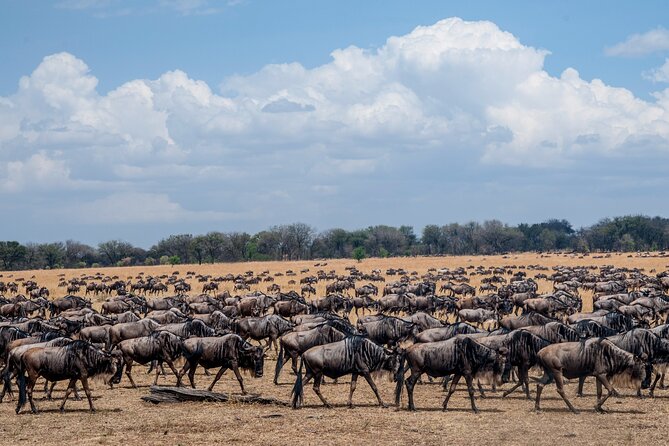 10-Day Serengeti Wildebeest Migration Safari from Arusha - Why northern Serengeti is the heart of this safari