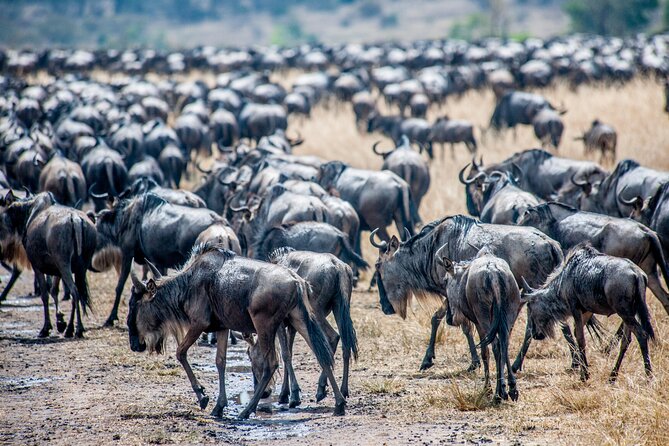 10-Day Serengeti Wildebeest Migration Safari from Arusha - Days 5 through 7: Central Serengeti and Seronera