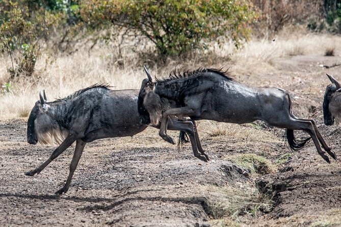 10-Day Serengeti Wildebeest Migration Safari from Arusha - Day 9: A quieter Tarangire game drive