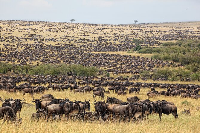 10-Day Serengeti Wildebeest Migration Safari from Arusha - Day 10: Return to Arusha and the airport