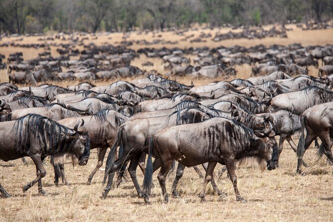 10-Day Serengeti Wildebeest Migration Safari from Arusha - Camps, meals, and what the price covers