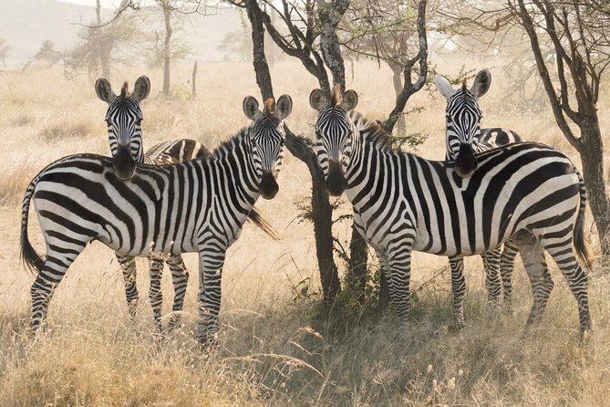 12 days Luxury Tanzania Honeymoon Safari and Zanzibar - Day 5: A full day in the Serengeti