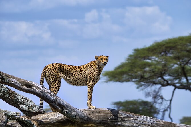 12 days Luxury Tanzania Honeymoon Safari and Zanzibar - Day 6: The concentrated wildlife of Ngorongoro Crater