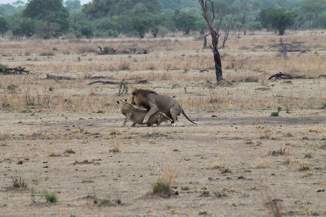 2-Day Private Mikumi National Park Tour with Pickup - Key points to know before booking