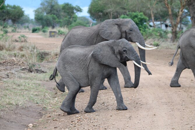 2-Day Private Mikumi National Park Tour with Pickup - Why Mikumi works as a short safari from Dar es Salaam