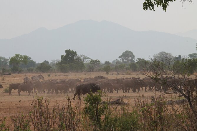 2-Day Private Mikumi National Park Tour with Pickup - Morogoro and the Uluguru Mountains