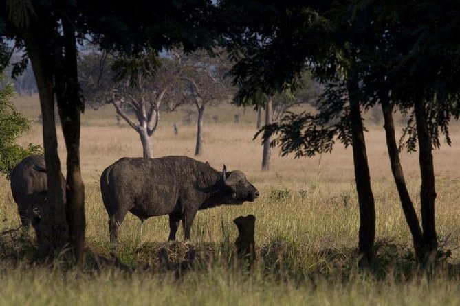2 Day safari to Mikumi departure from Zanzibar - Key points to know before booking