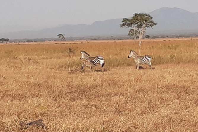 2 Day safari to Mikumi departure from Zanzibar - The early game drive on day two