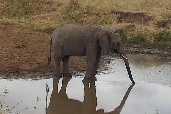 2 Day safari to Mikumi departure from Zanzibar - Returning to Zanzibar in one tightly timed day