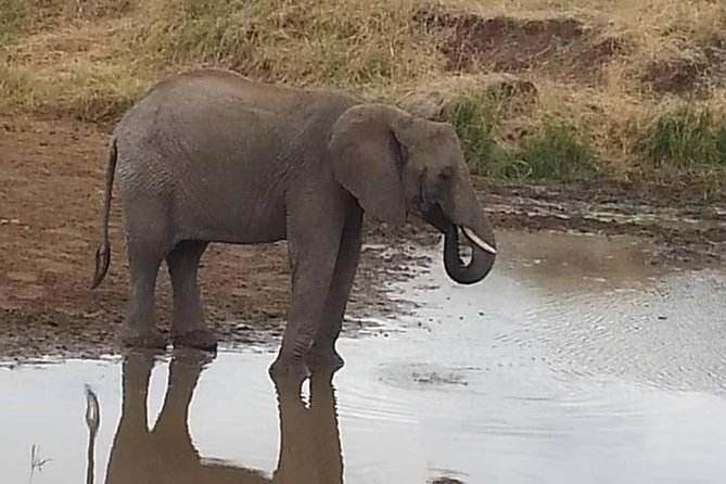 2 Day safari to Mikumi departure from Zanzibar - Private travel changes the experience
