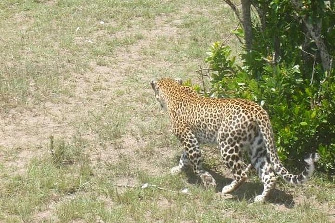 2 Day safari to Mikumi departure from Zanzibar - What has gone well, and what can go wrong