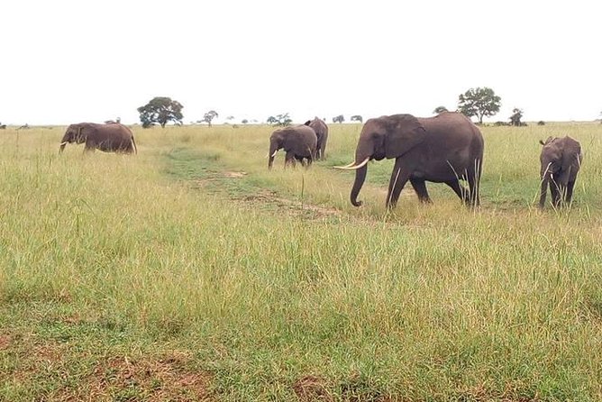 2 Day Safari To Mikumi National Park + transfers from Dar Es Salam - Key points before you book