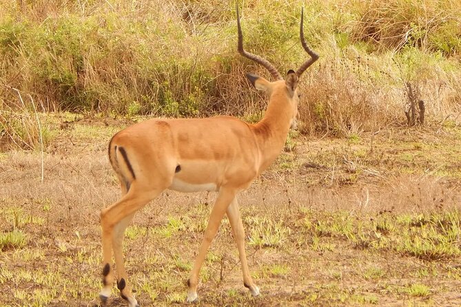 2 Day Safari To Mikumi National Park + transfers from Dar Es Salam - Day 3: one last search before Dar es Salaam