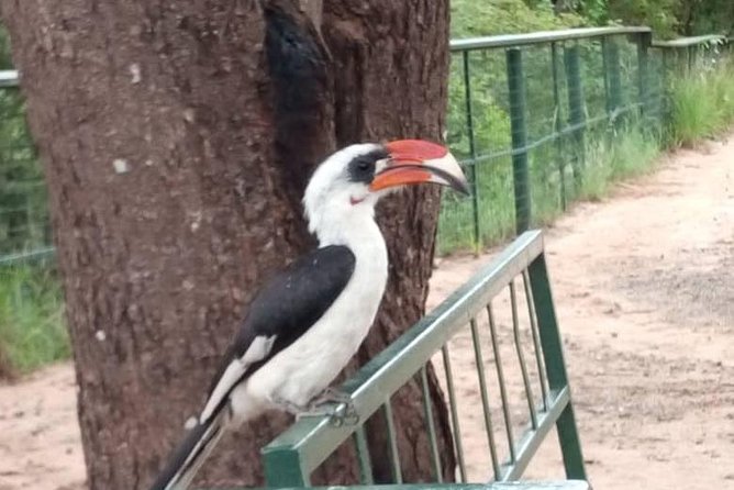 2 Day Safari To Mikumi National Park + transfers from Dar Es Salam - Practical details that affect the decision
