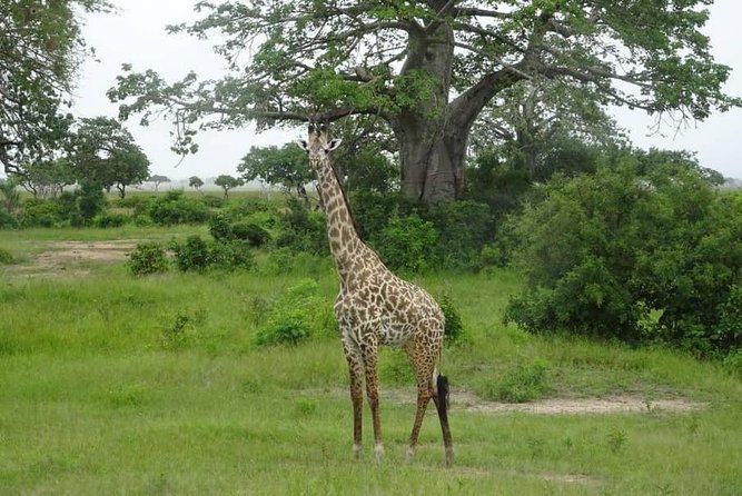 2 Day Safari To Mikumi National Park + transfers from Dar Es Salam - Day 2: the main wildlife day