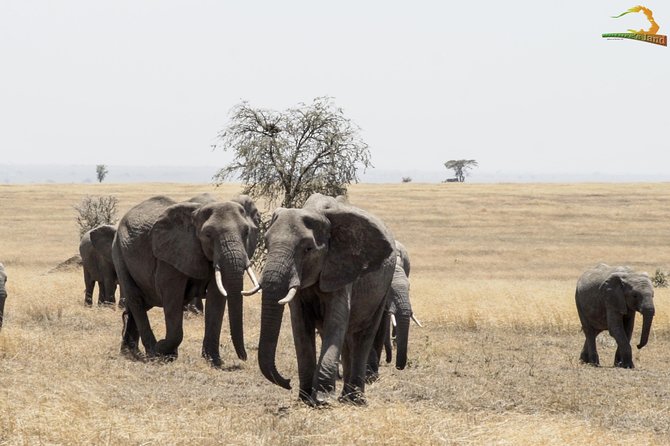 2 Day Serengeti Safari Experience from Mwanza - Why the private format matters