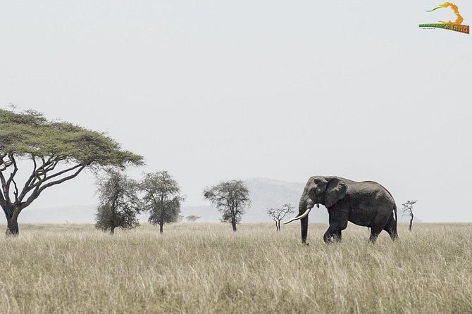 2 Day Serengeti Safari Experience from Mwanza - Practical comfort inside the safari vehicle