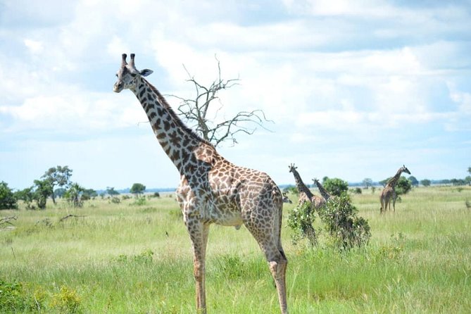 2 Days 1 Night Mikumi National Park from Dar es salaam - Why Mikumi fits a short Tanzania schedule