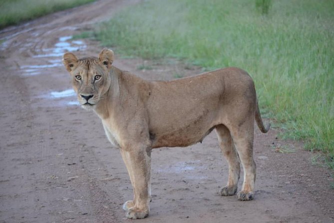 2 Days 1 Night Mikumi National Park from Dar es salaam - Dinner and one night inside the park