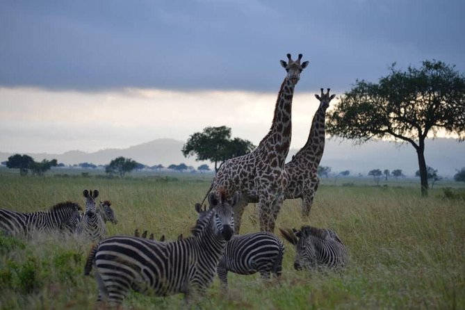2 Days 1 Night Mikumi National Park from Dar es salaam - The 6:30am game drive