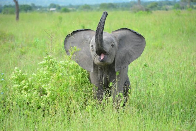 2 Days 1 Night Mikumi National Park from Dar es salaam - What the $670 price includes