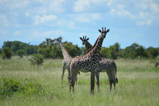 2 Days 1 Night Mikumi National Park from Dar es salaam - Who will enjoy this safari most
