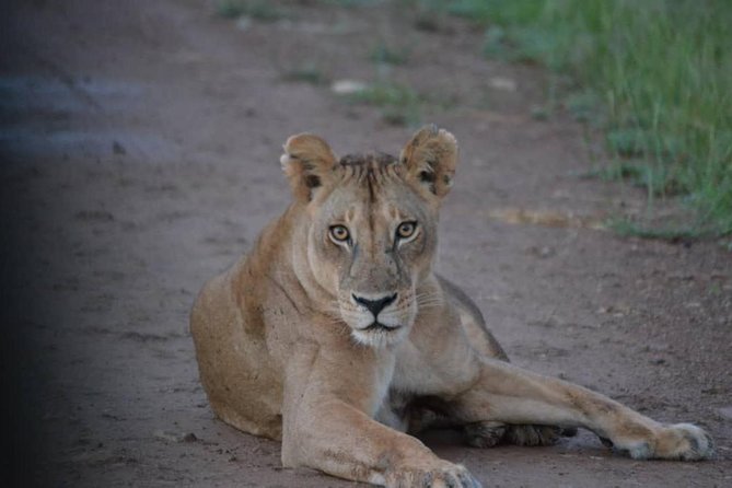 2 Days 1 Night Mikumi National Park from Dar es salaam - Arriving at Mikumi for the sunset drive
