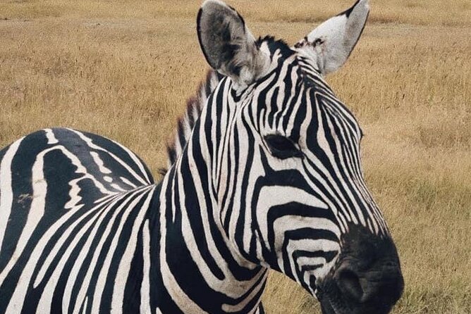 2 Days and 1 Night Mikumi Safari Private Tour - Why Mikumi works for a short safari