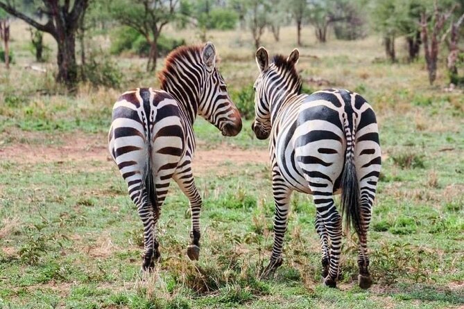 2 Days and 1 Night Mikumi Safari Private Tour - Leaving Mikumi at 7 p.m. and returning to Dar es Salaam