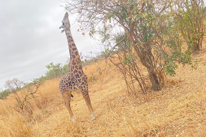 2 Days and 1 Night Mikumi Safari Private Tour - The seven-hour road trip from Dar es Salaam