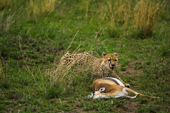2 Days Group Joining Camping Safari Tarangire Park and Ngorongoro Crater - Tarangire from 8:30 a.m. to late afternoon