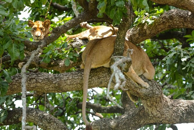 2 Days Group Joining Camping Safari Tarangire Park and Ngorongoro Crater - The small-group vehicle makes a difference