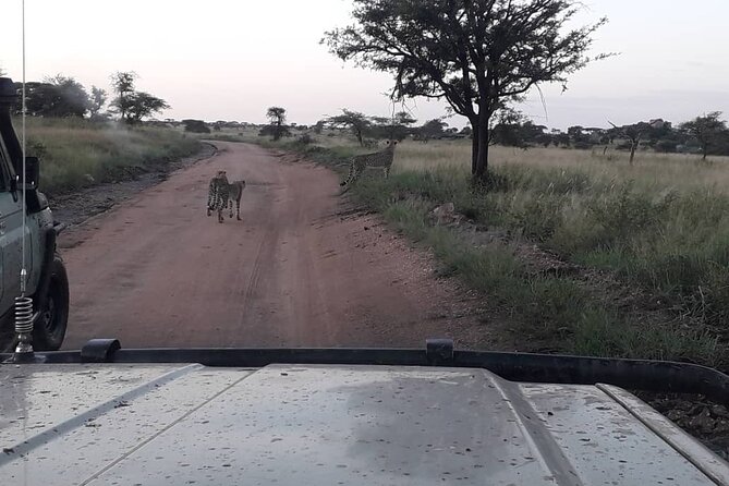 2 Days Group Joining Camping Safari Tarangire Park and Ngorongoro Crater - Who should choose this safari