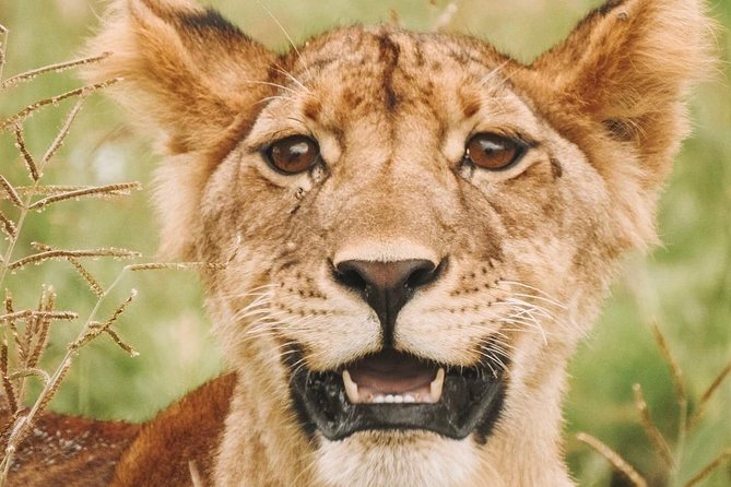 2 days Mid Range Safari in Ngorongoro and Tarangire Big 5 Parks - The long drives and early starts