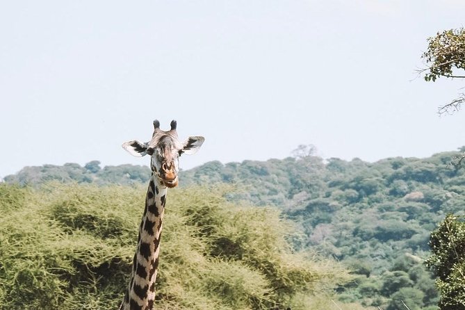 2 days Mid Range Safari in Ngorongoro and Tarangire Big 5 Parks - Why the small group matters in the 4x4