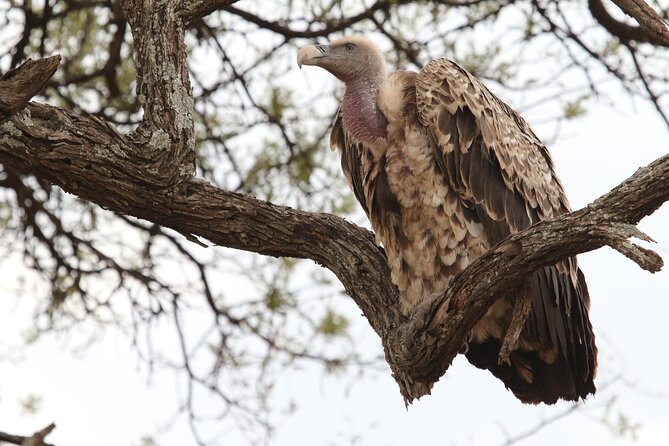 2 Days Tarangire and Ngorongoro Group Camping Safari - What the first day feels like on the road