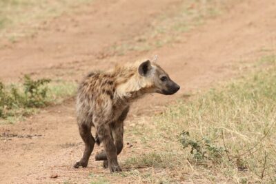 2 Days Tarangire and Ngorongoro Group Camping Safari