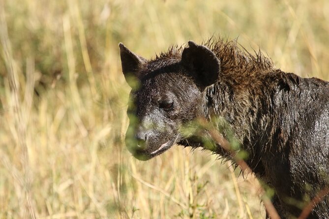 2 Days Tarangire and Ngorongoro Group Camping Safari - How good is the $550 value?